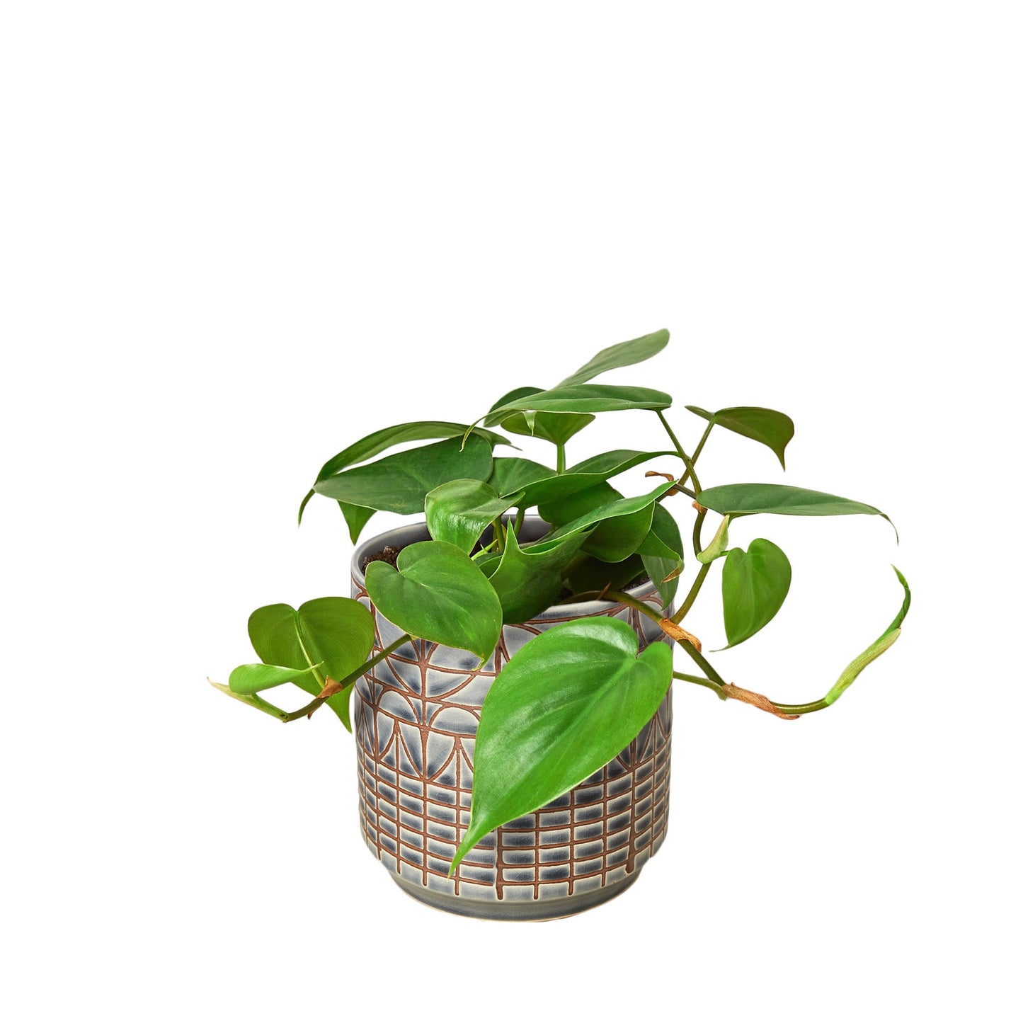 Philodendron Cordatum Heartleaf