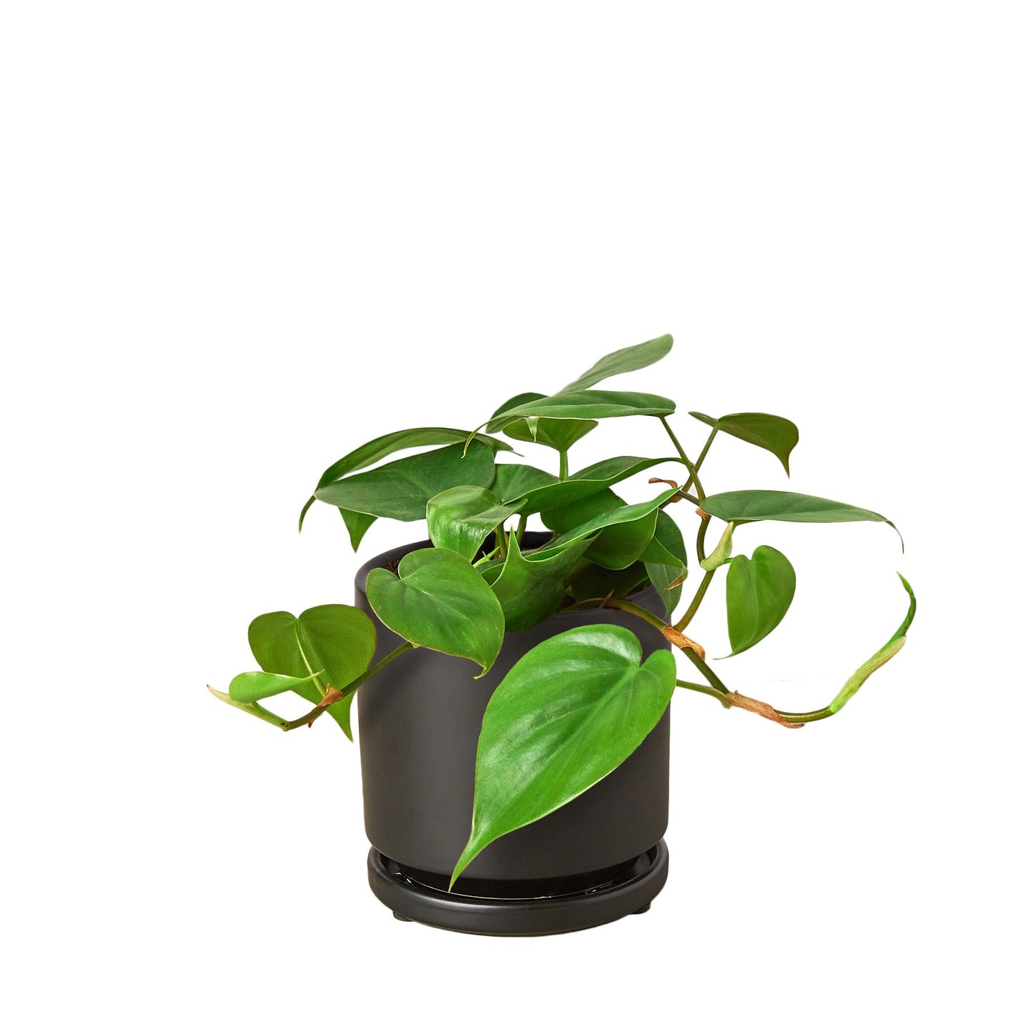 Philodendron Cordatum Heartleaf