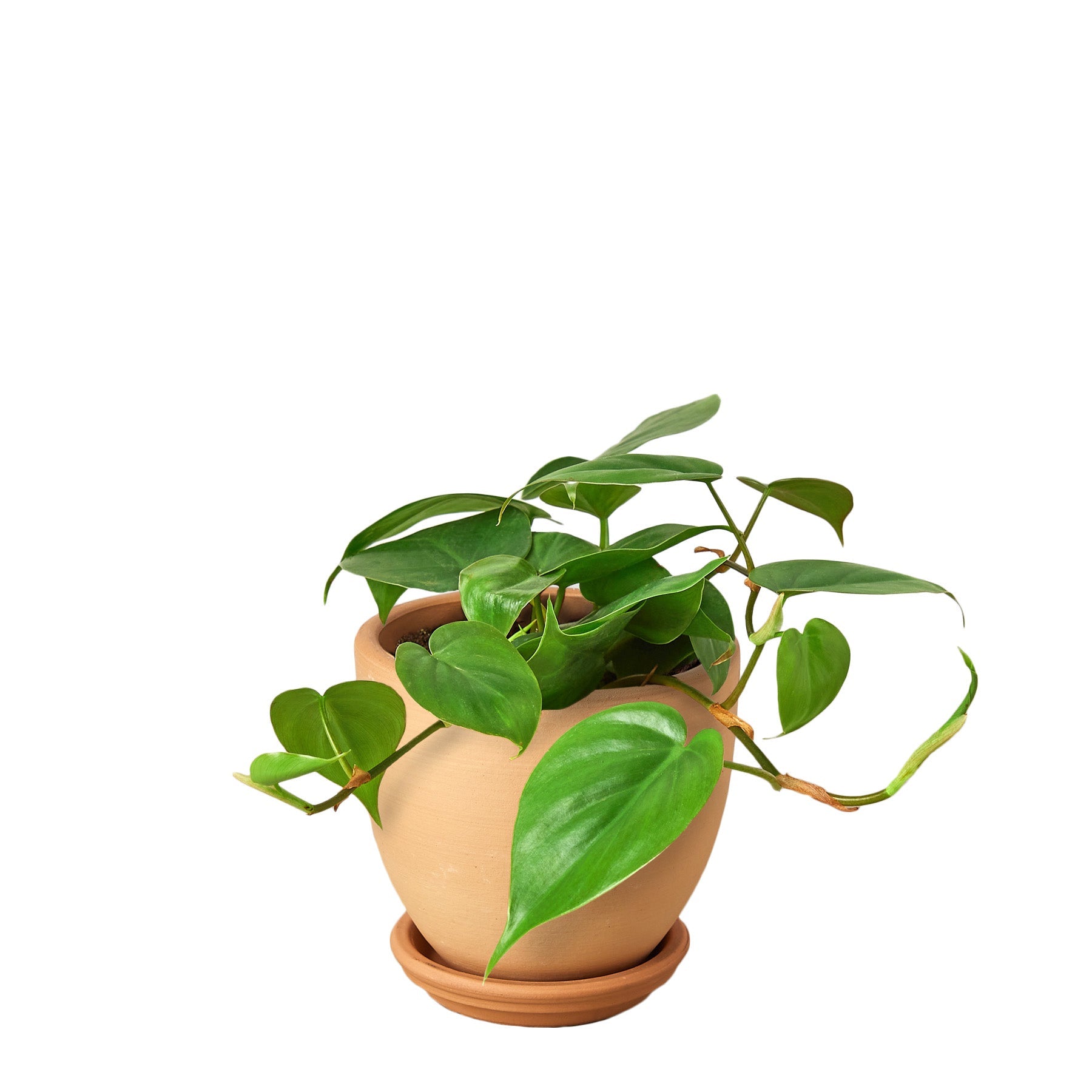 philodendron cordatum brasil Philodendron Cordatum 'Heartleaf' 4" Pot / Nursery Pot