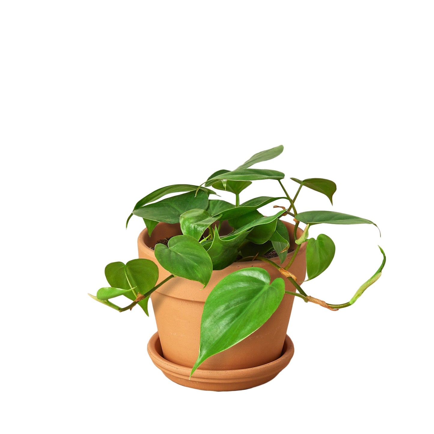 Philodendron Cordatum Heartleaf