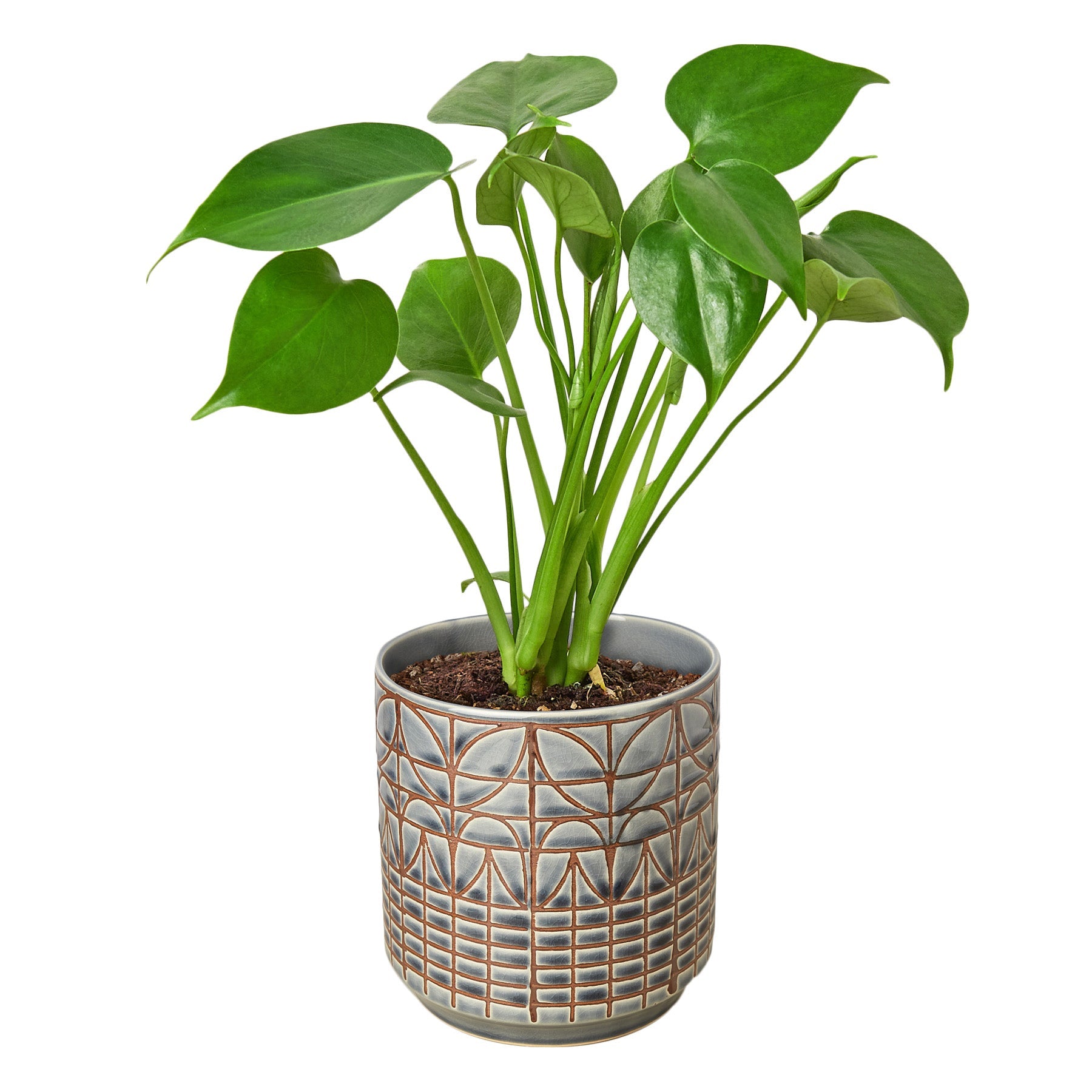 philodendron monstera split-leaf Monstera 'Split-Leaf' 4" Pot / Nursery Pot