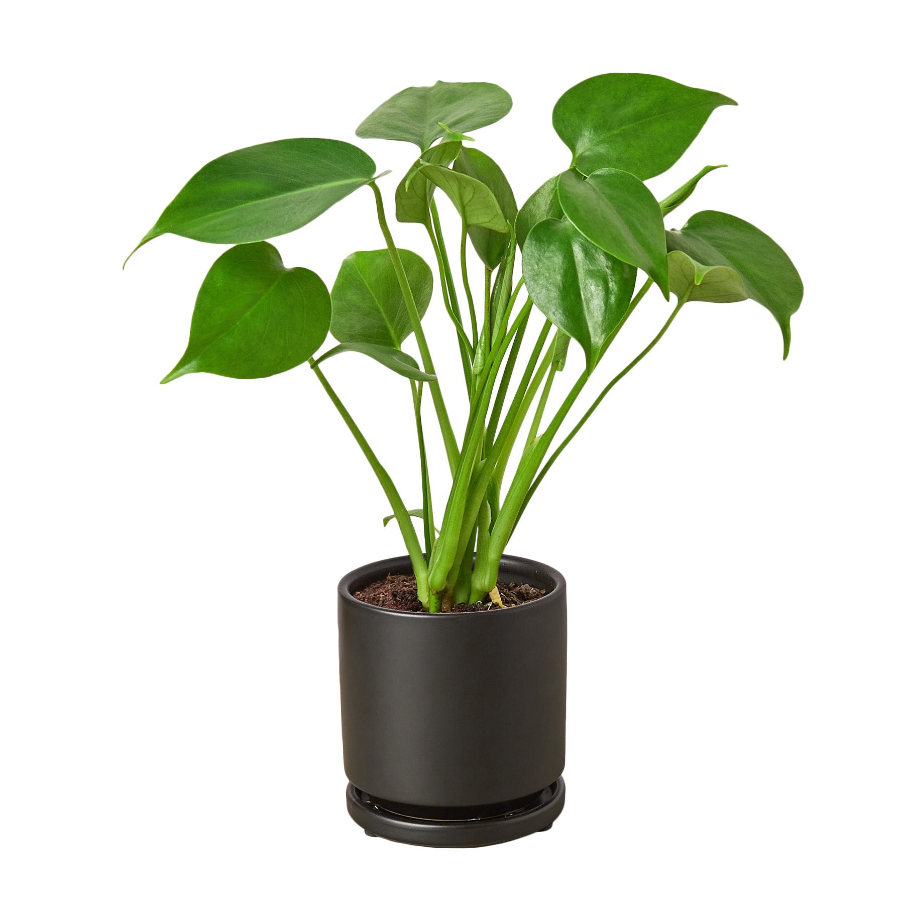 philodendron monstera split leaf plants The Snobby Leaf | Philodendron Monstera Split-Leaf - 4 inch Pot