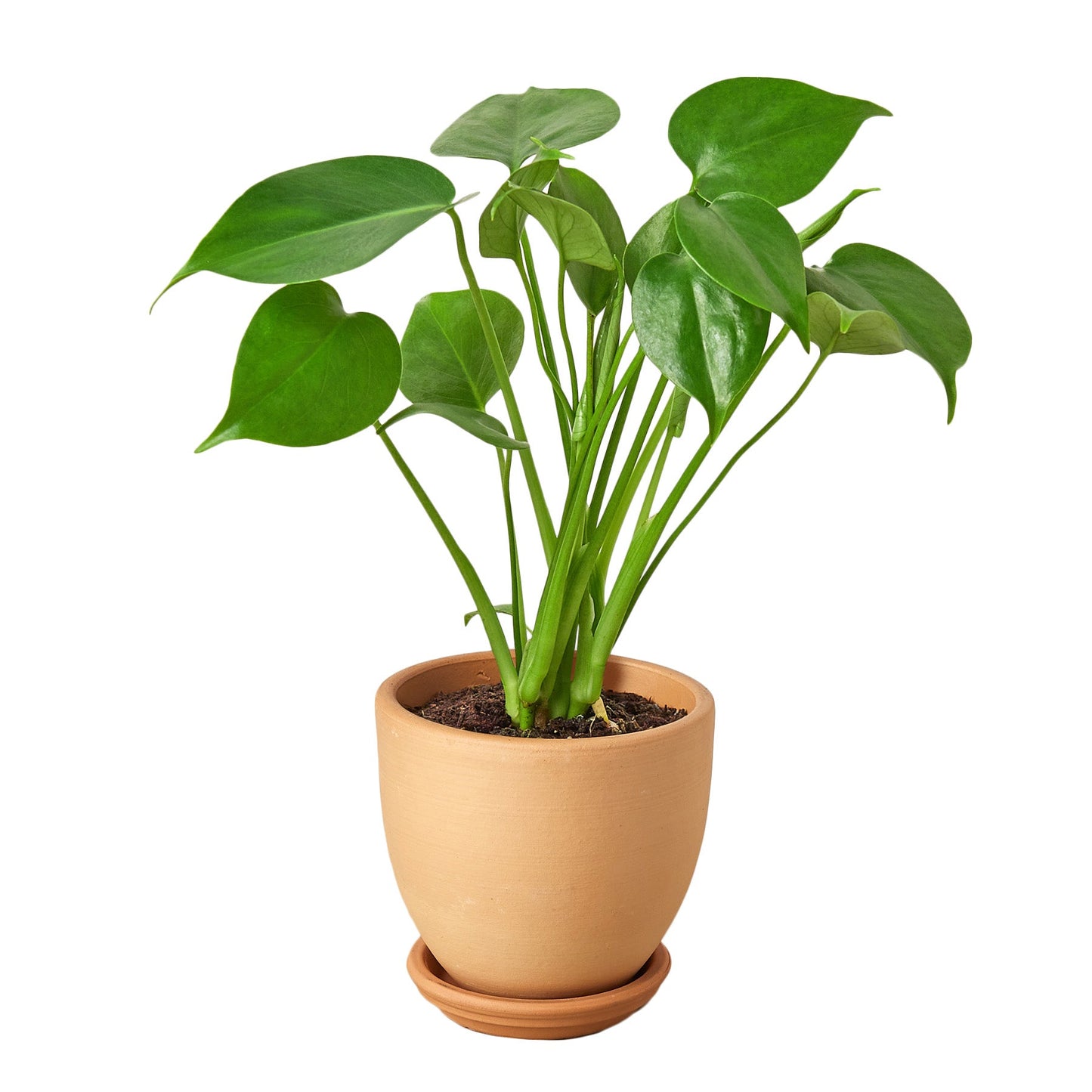 monstera deliciosa csplit leaf philodendronad plan Monstera 'Split-Leaf' 4" Pot / Nursery Pot