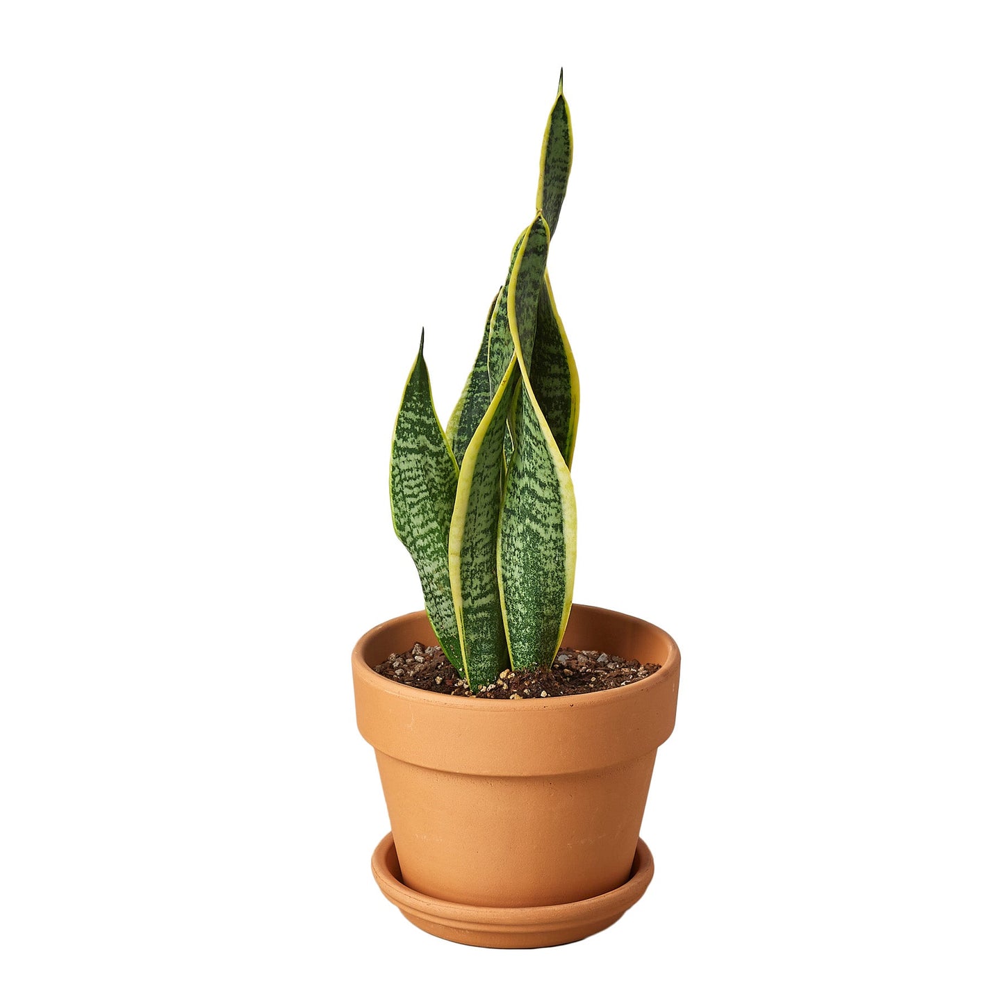 Snake Plant Laurentii