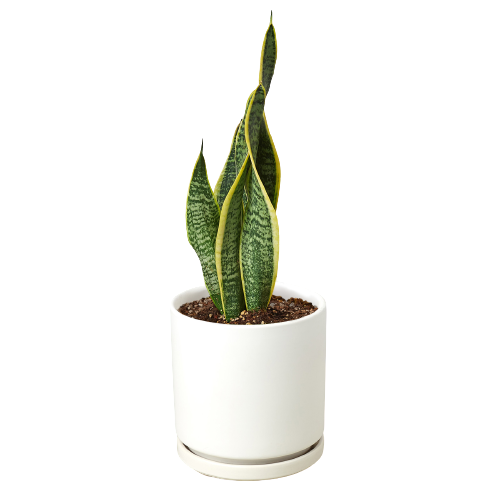 Snake Plant Laurentii