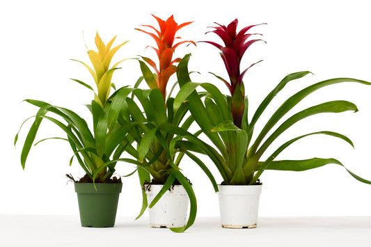 3 Guzmania Bromeliads - Live Plants - 1FT Tall - 4" Pots