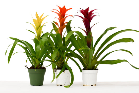 3 Guzmania Bromeliads 4" Pots