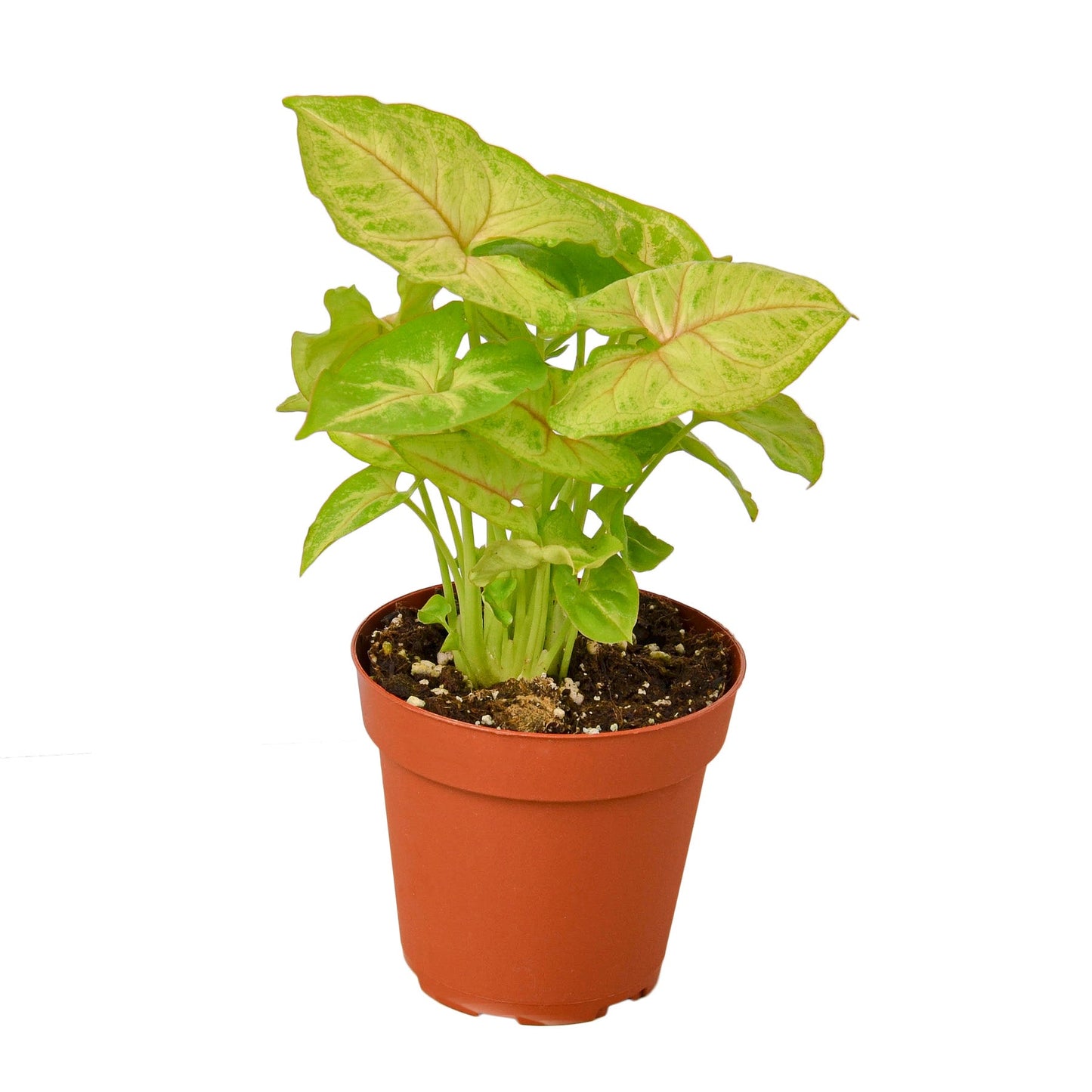 2 Syngonium Variety (Arrowhead Plant) / 4" Pot / Live Plant