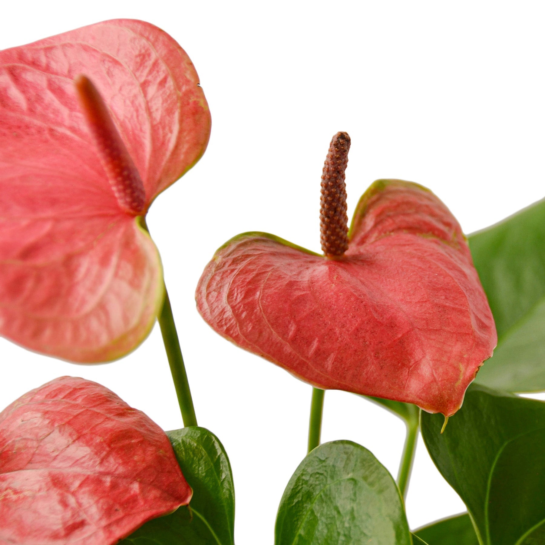anthurium nursery near me Pink Anthurium Live Plant, 4" Pot