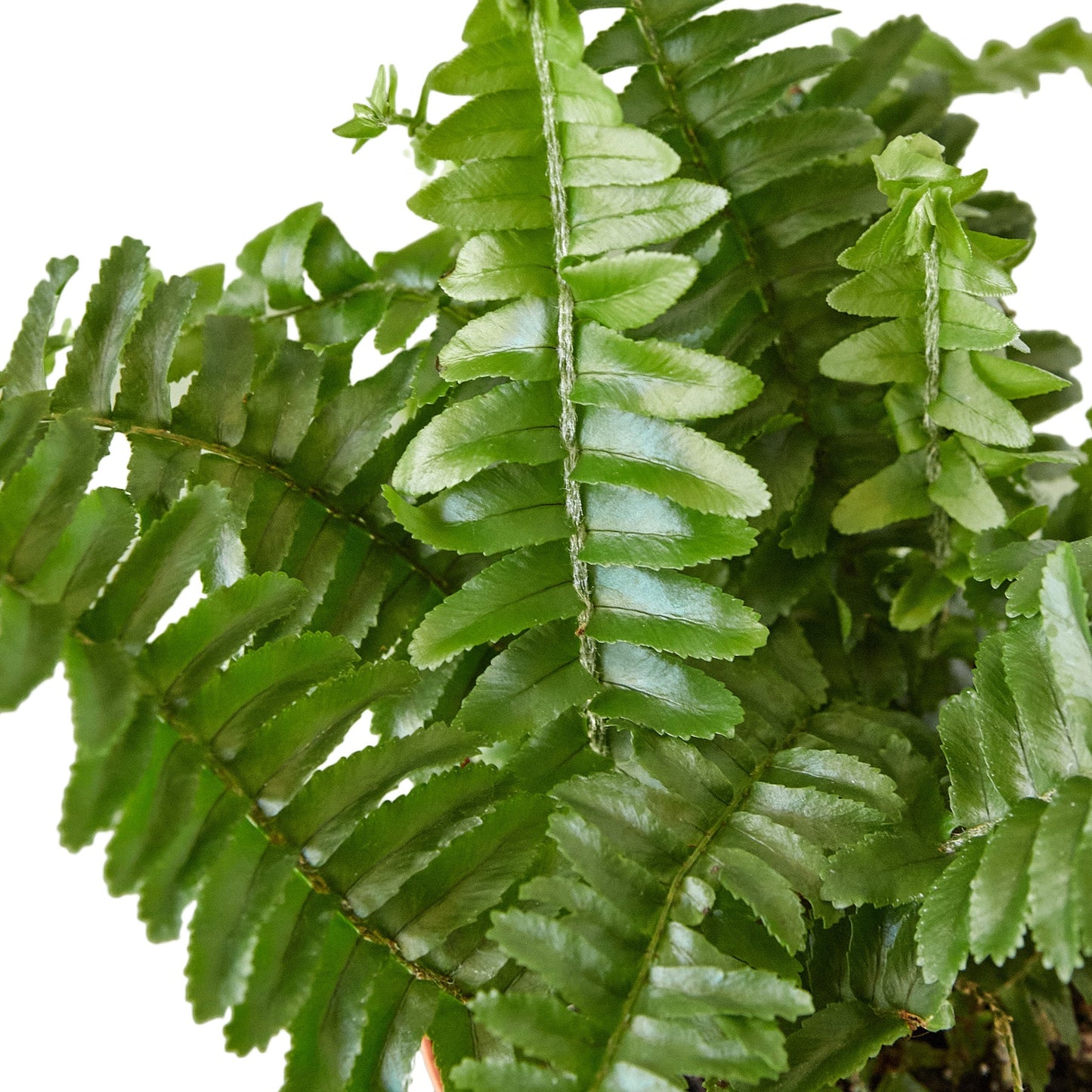 Fern Variety Pack - 4" Pot