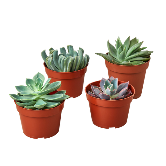 4 Echeveria Succulent Variety Pack - 4" Pot