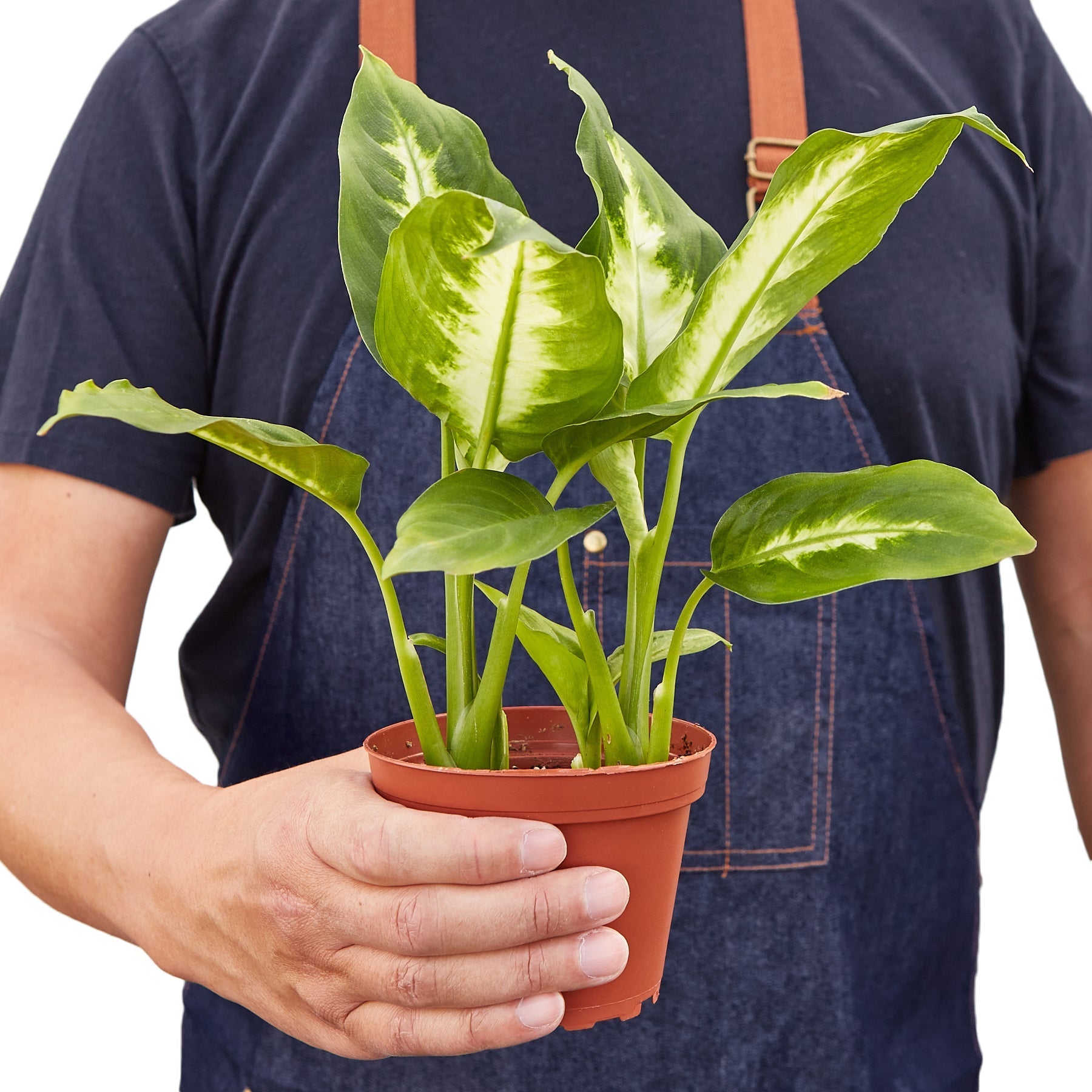 dieffenbachia nursery Dieffenbachia Camille - 4" Pot