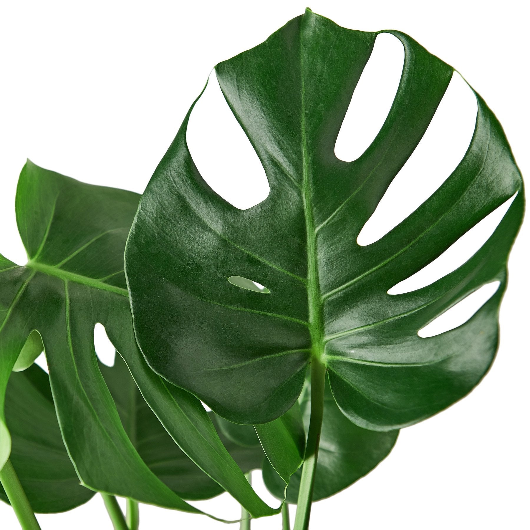 monstera philodendron leaf Monstera 'Split-Leaf' 4" Pot / Nursery Pot
