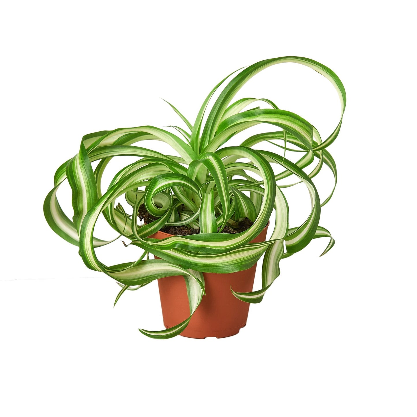 Spider Plant 'Bonnie' - 4" Pot - NURSERY POT ONLY