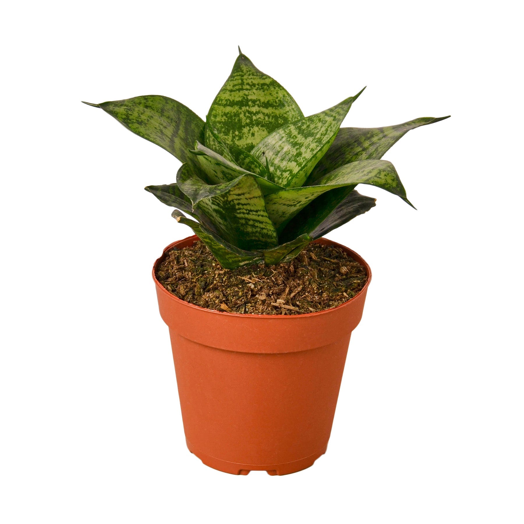 snake plant variety pack Snake Plant Variety Packs