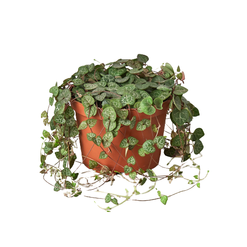 Succulent 'String of Hearts' - 4" Pot