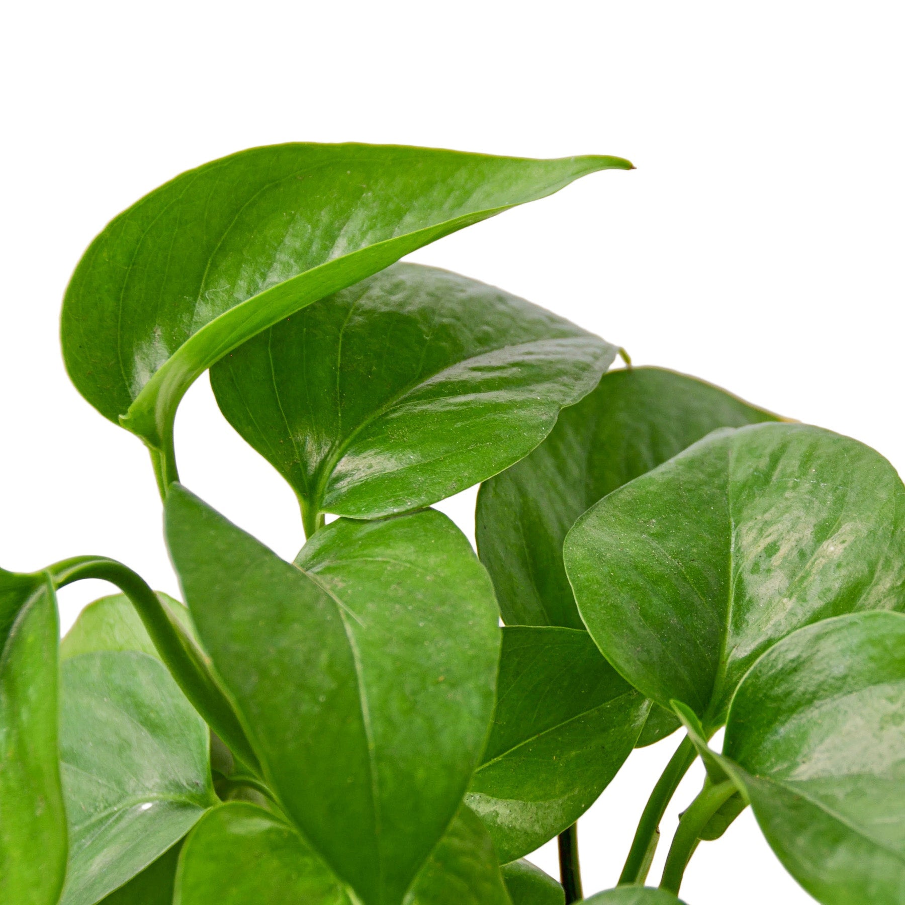 green queen pothos Pothos 'Green Queen'