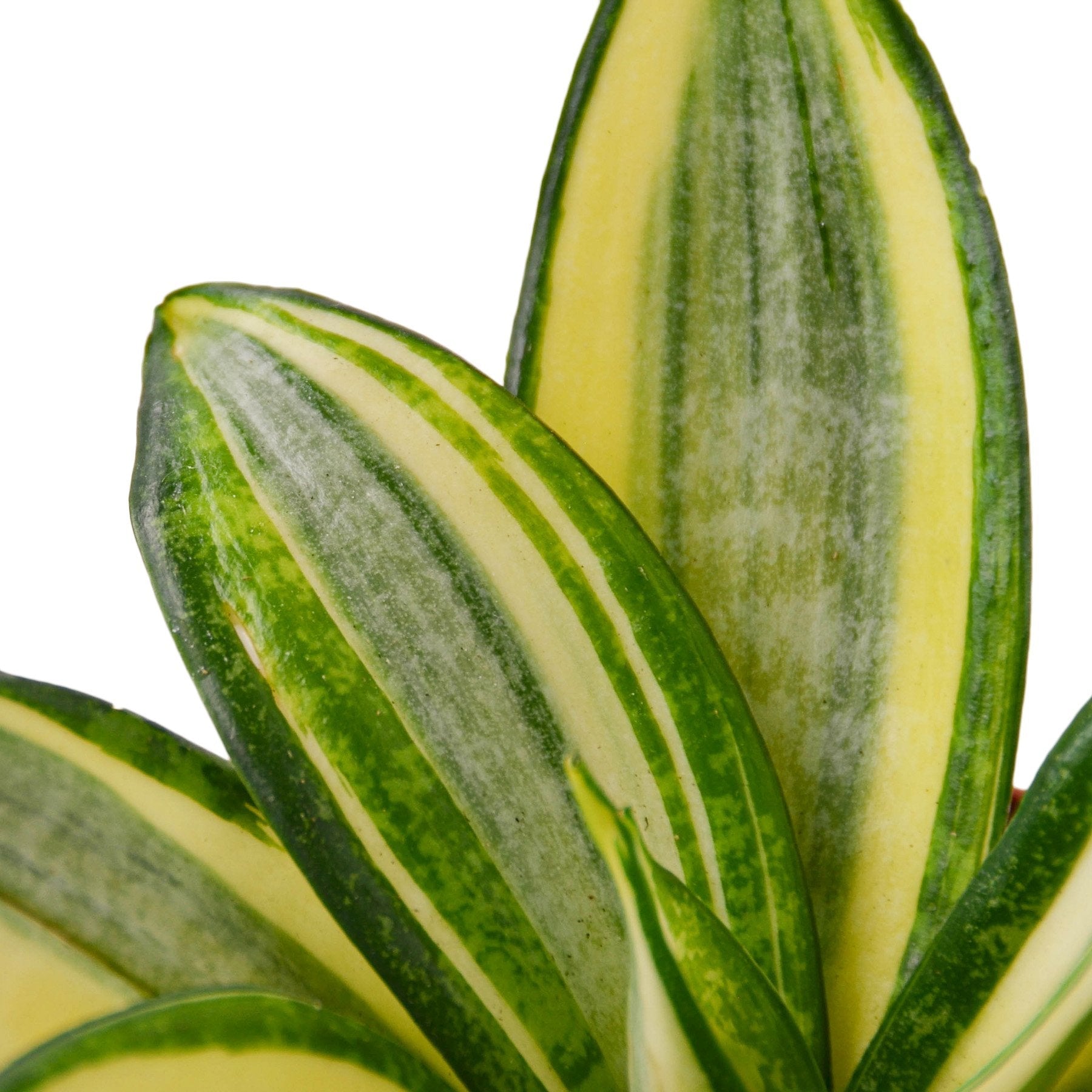 sansevieria planterina Snake Plant 'Gold Hahnii' 4" Pot