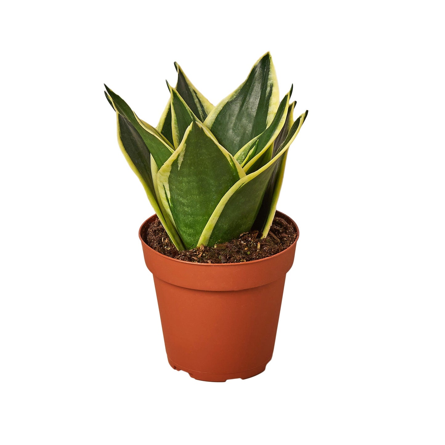 snake plant variety pack Snake Plant Variety Packs