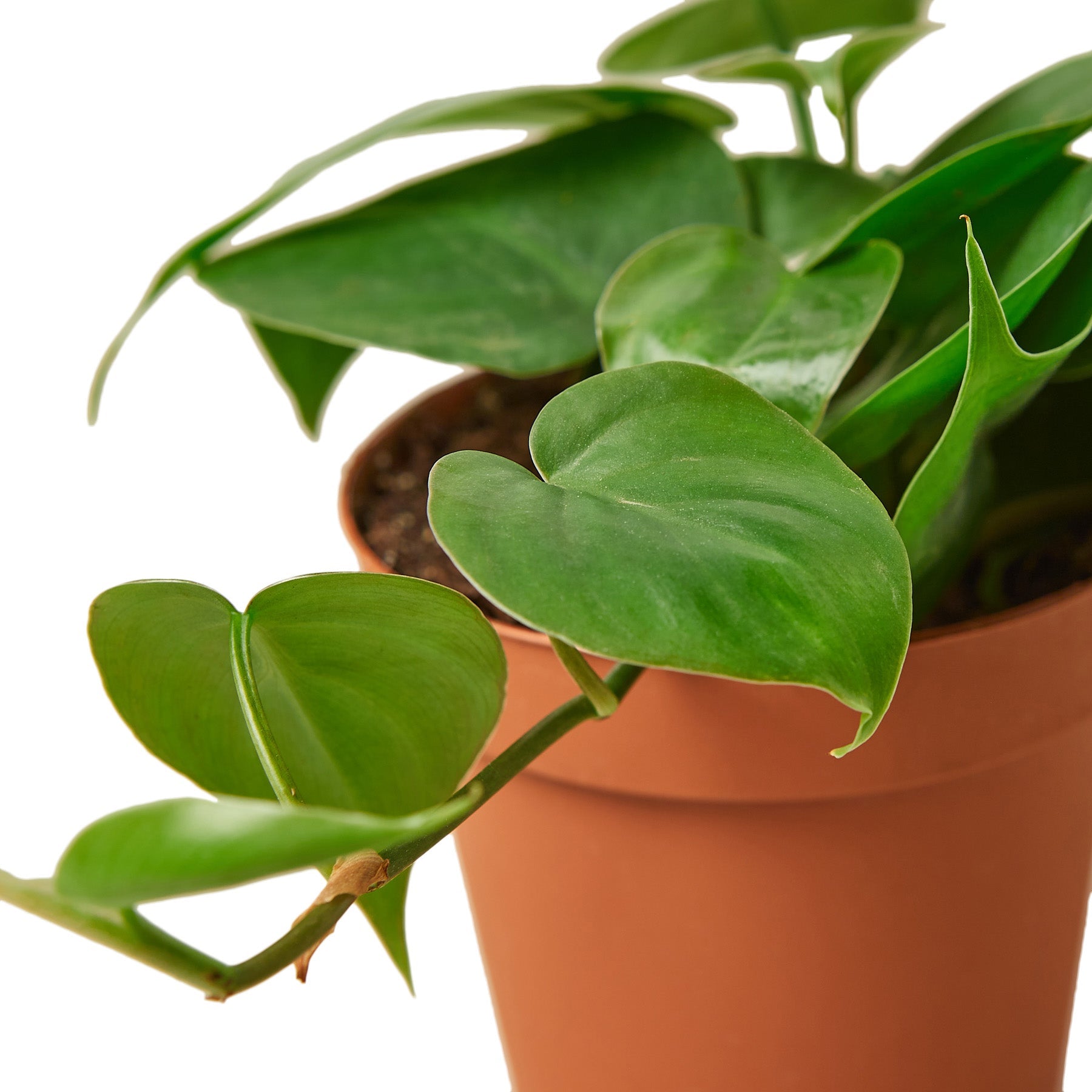 philodendron variety photos 2-Pack Philodendron Variety Bundle