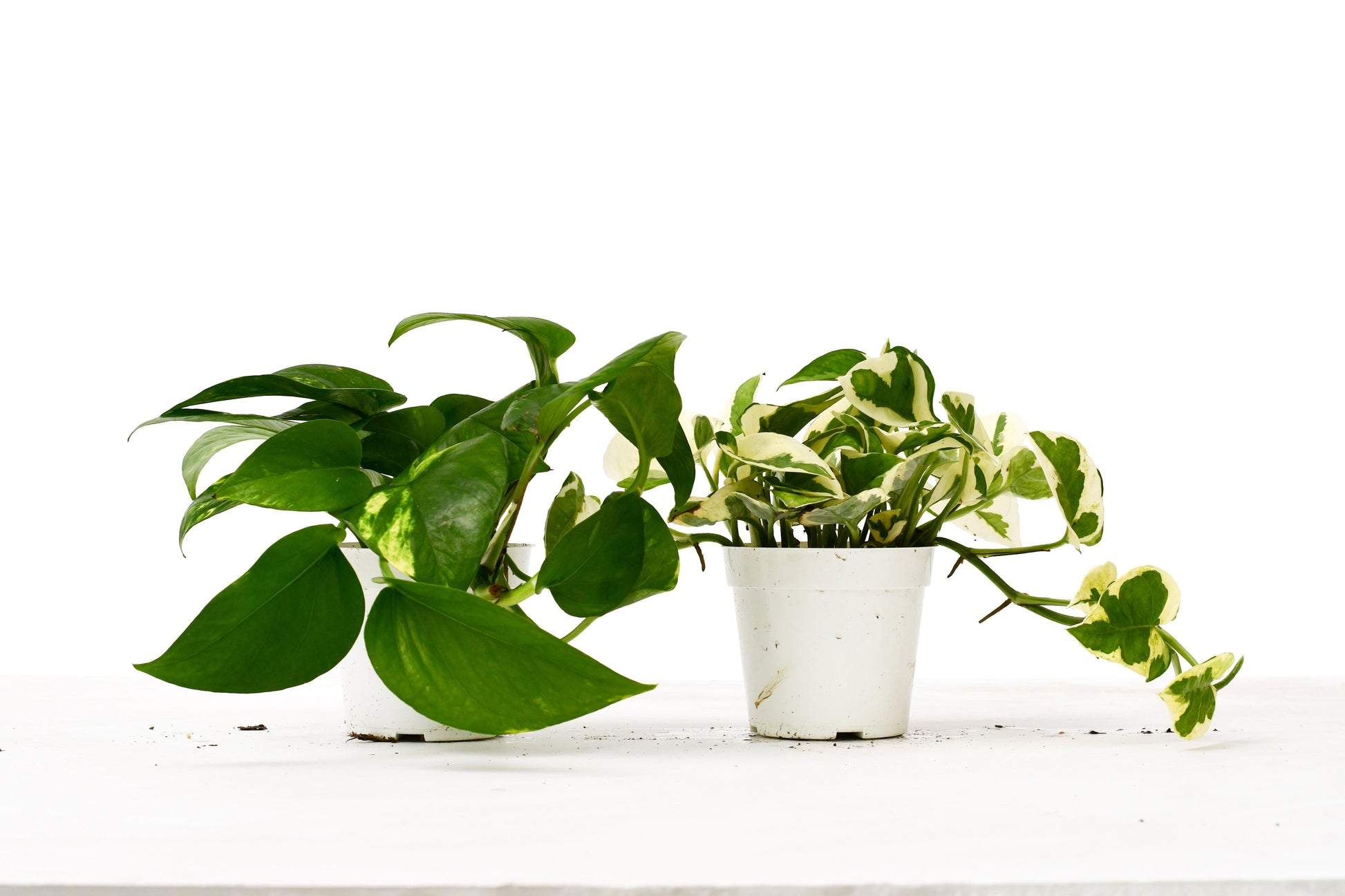 pots for pothos plants 2-Pack Pothos Variety Bundle 4" Live Trailing Plants by Succulents Box