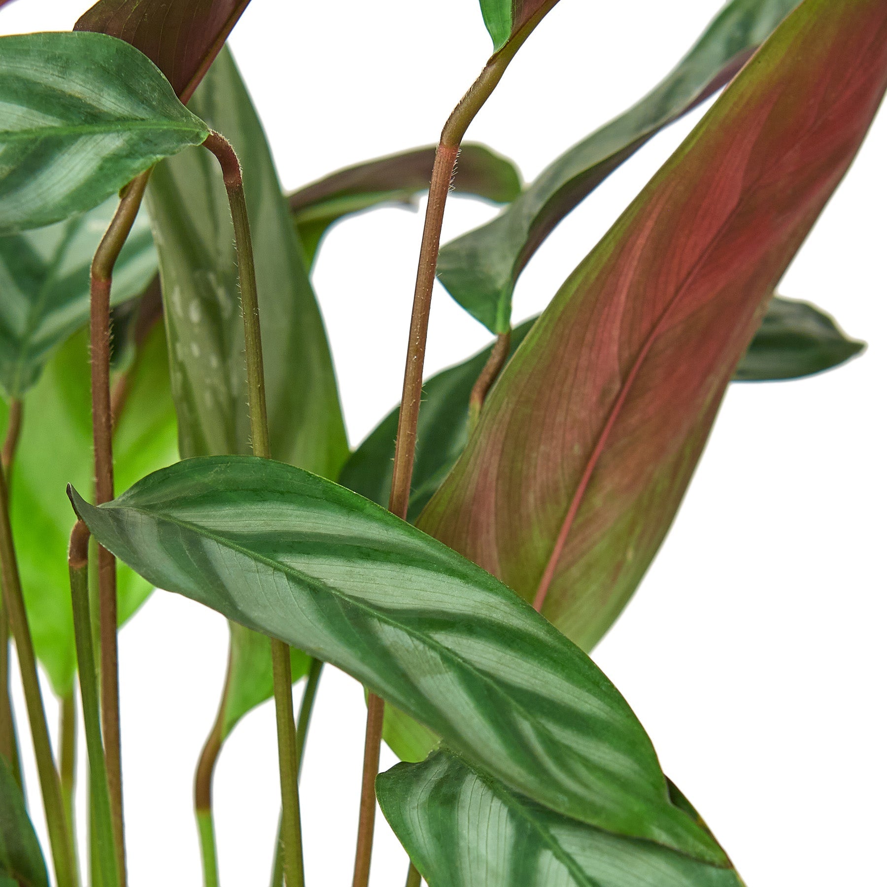 grey star prayer plant Calathea 'Grey Star' 4" Pot
