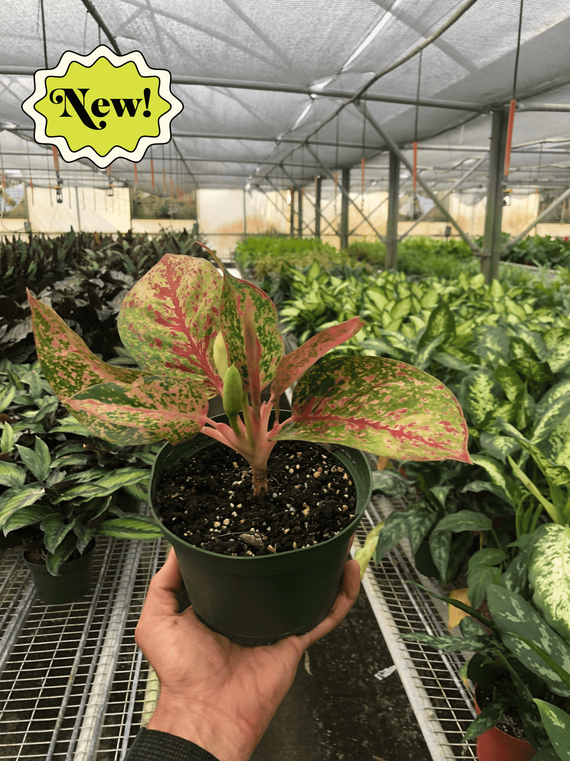 aglaonema starburst Chinese Evergreen 'Starburst' – House by the Side of the Road