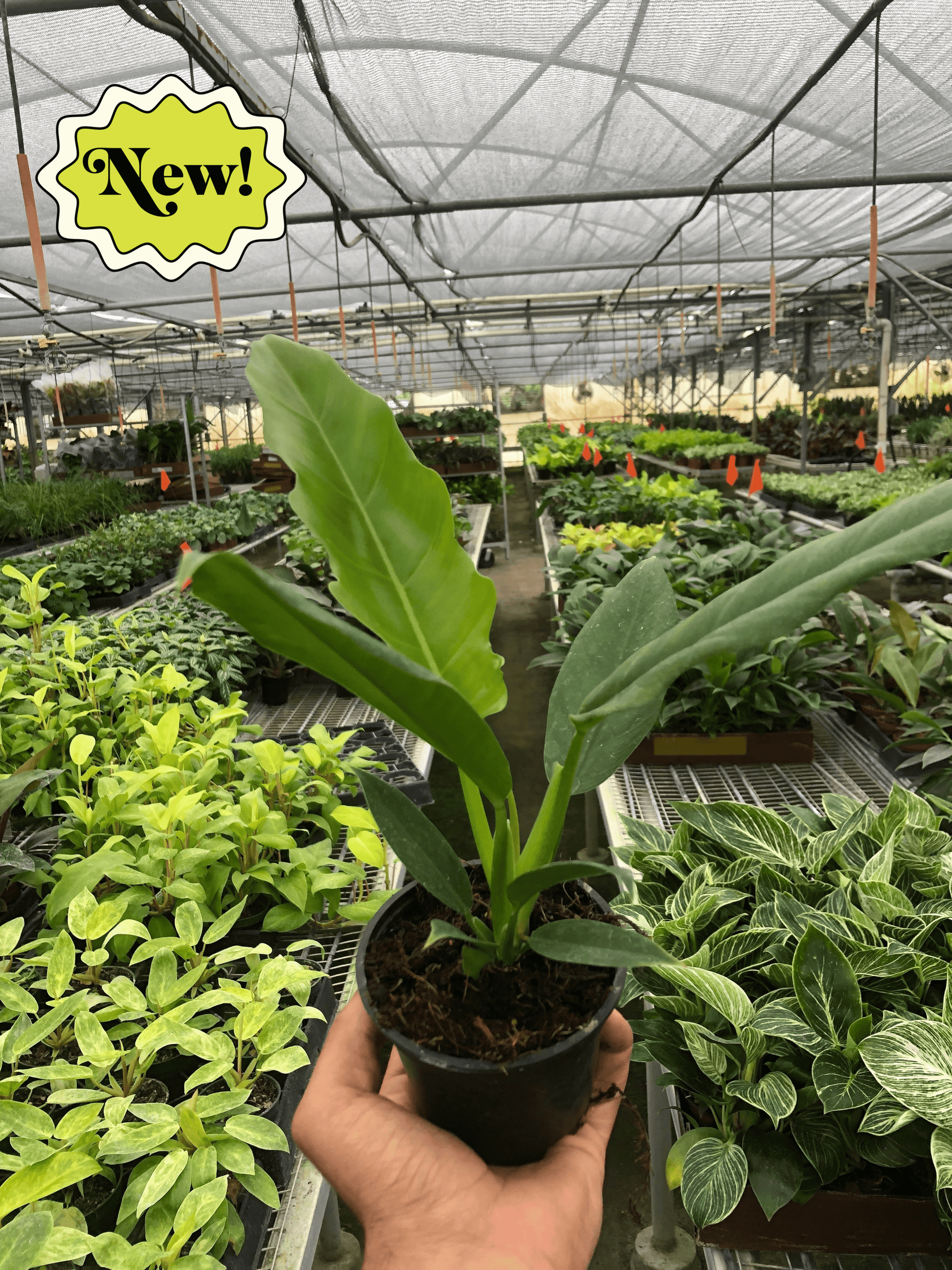 narrow philodendron Philodendron 'Narrow Escape' – House by the Side of the Road