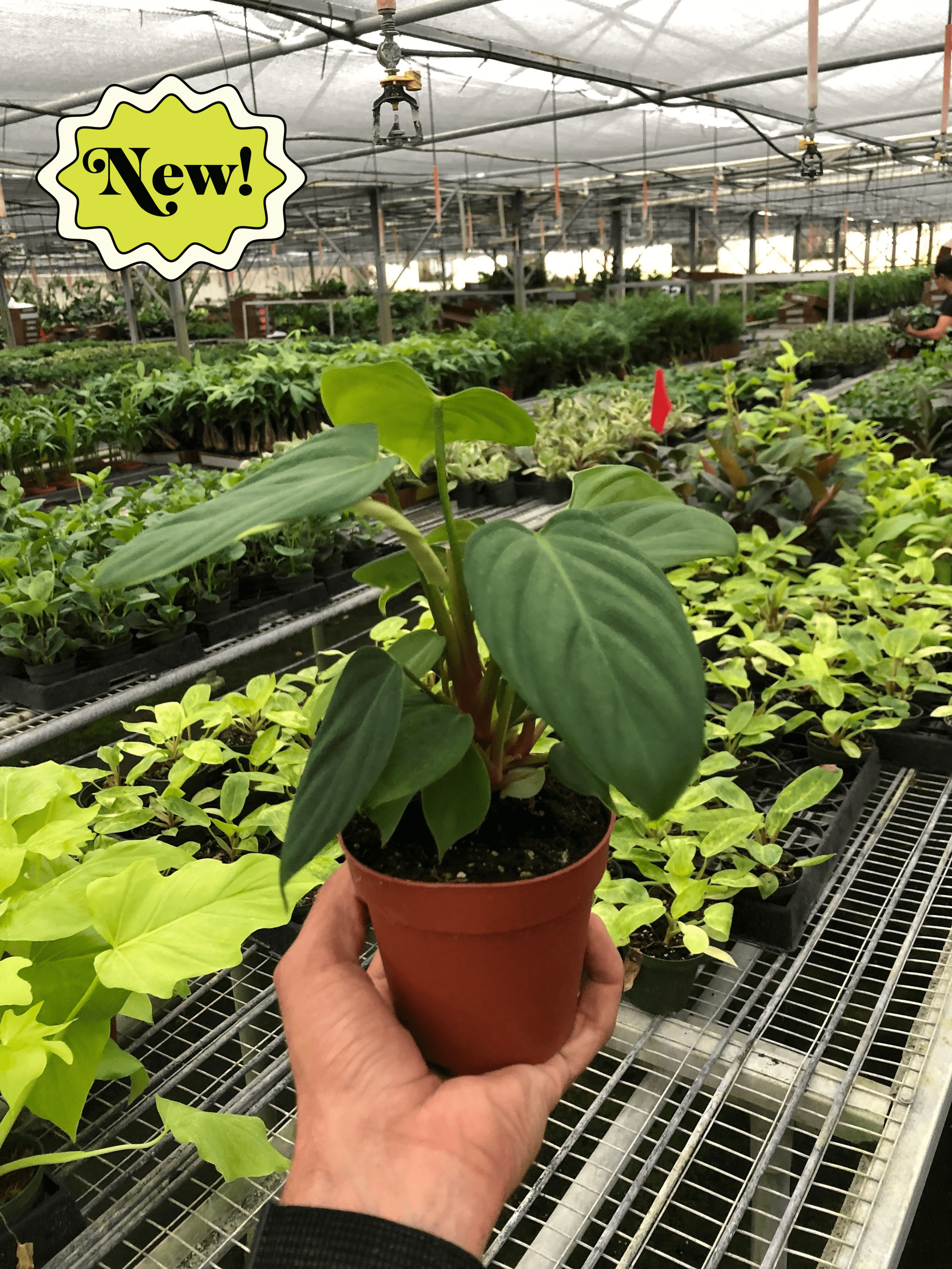 philodendron fuzzy petiole size Philodendron 'Fuzzy Petiole' – House by the Side of the Road