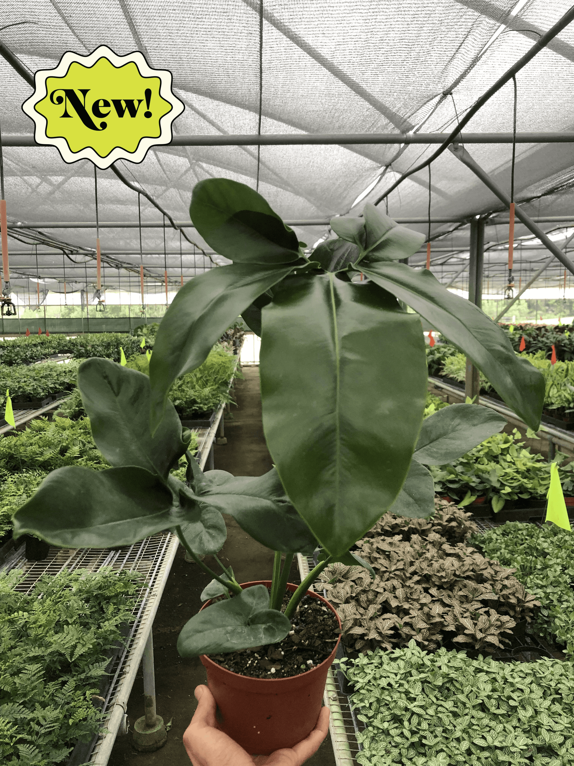 Philodendron 'Goeldii' – House by the Side of the Road