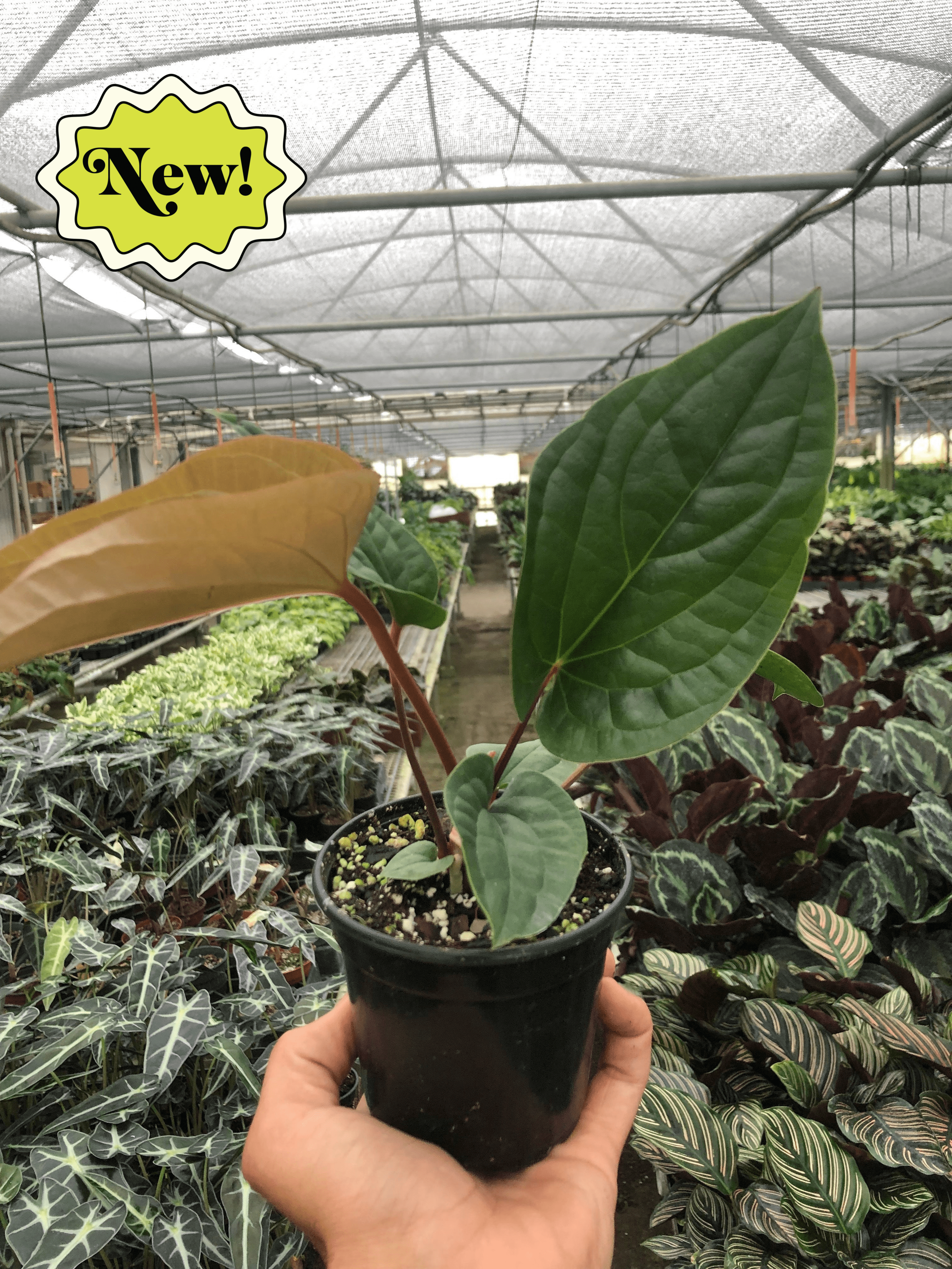 Anthurium 'Radicans x Luxurians' 4